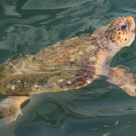 아파트 Apricot 아르고스톨리온